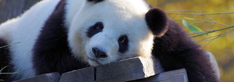 6 неявных ошибок новичков в Pandas